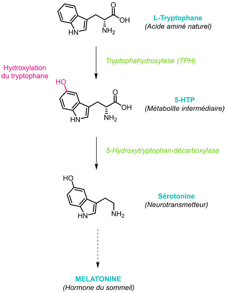 5-Hydroxytryptophane (5-htp), précurseur de sérotonine et mélatonine